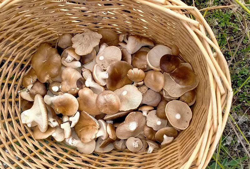 Puerto de Béjar acoge un curso sobre micología