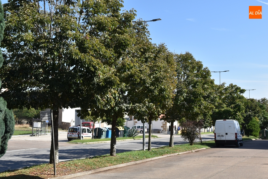 Desesperación entre vecinos de la Avenida de Béjar por una plaga de estorninos