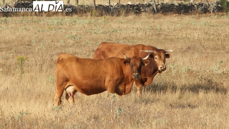 El precio del maíz se mantiene a la baja con la avena mientras el vacuno repite precios