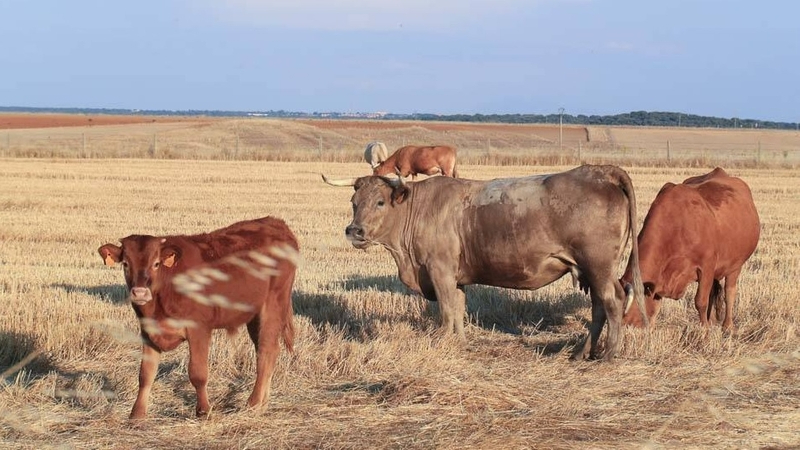 Unos 13.000 ganaderos de la Comunidad recibirán este mes cerca de 56 millones de euros del Gobierno de España en ayudas por la sequía 