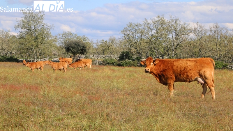 Los lechazos se ponen a 80 euros mientras el vacuno de vida sufre una ligera caída de precios
