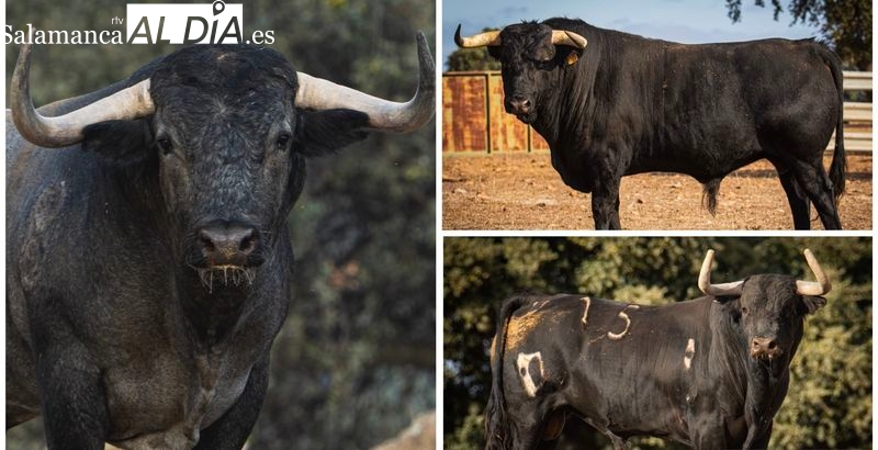 Apuesta total para recuperar el cetro del festejo popular