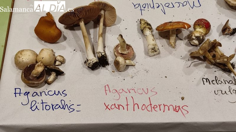 Adezos promueve en Villavieja de Yeltes una jornada de lo más micológica