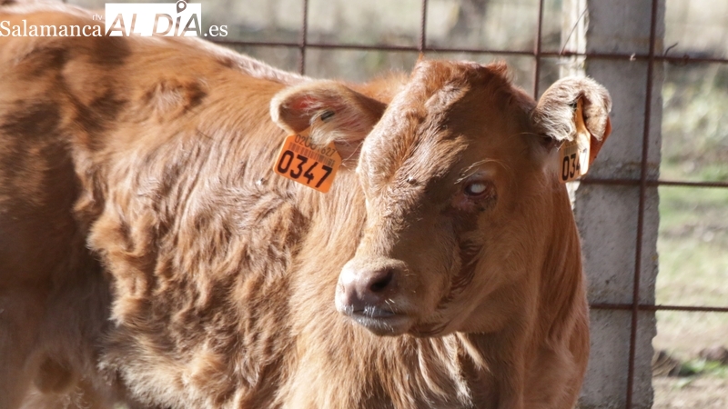 La situación sanitaria por la que atraviesa el vacuno podría impedir el cobro de algunas ayudas