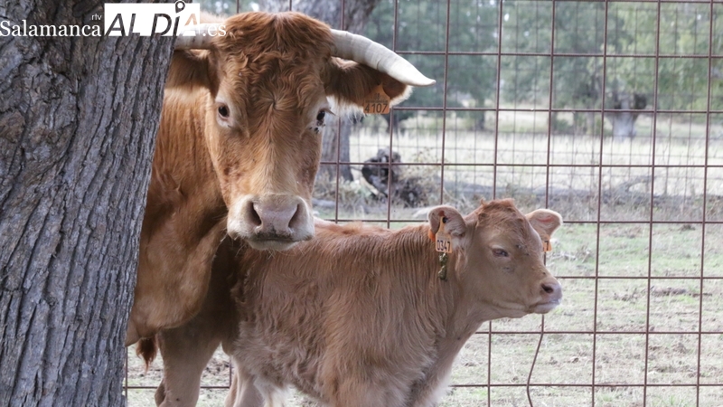 La Consejería de Agricultura, Ganadería y Desarrollo Rural acusa al Ministerio de abandonar a los ganaderos frente a la EHE