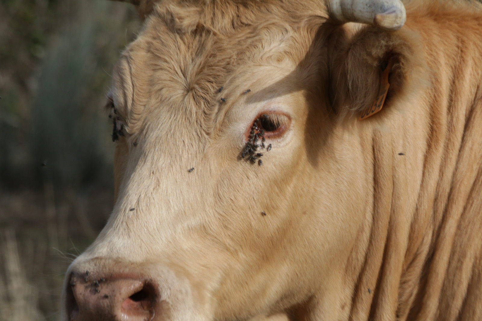 A los ganaderos, olvido