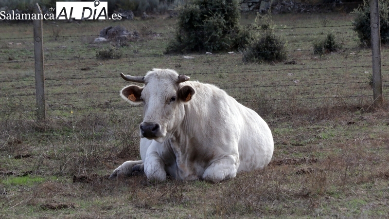 Contra la ‘marejada’ de la EHE, el vacuno no se mueve