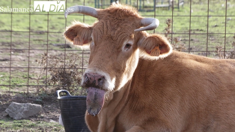 La Asociación Nacional de Veterinarios Especialistas en Medicina Bovina denuncia la preocupante situación que vive la ganadería por la EHE
