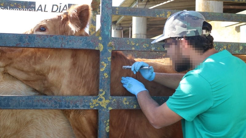 Abierta la convocatoria de ayudas a explotaciones de vacuno en 15 municipios 