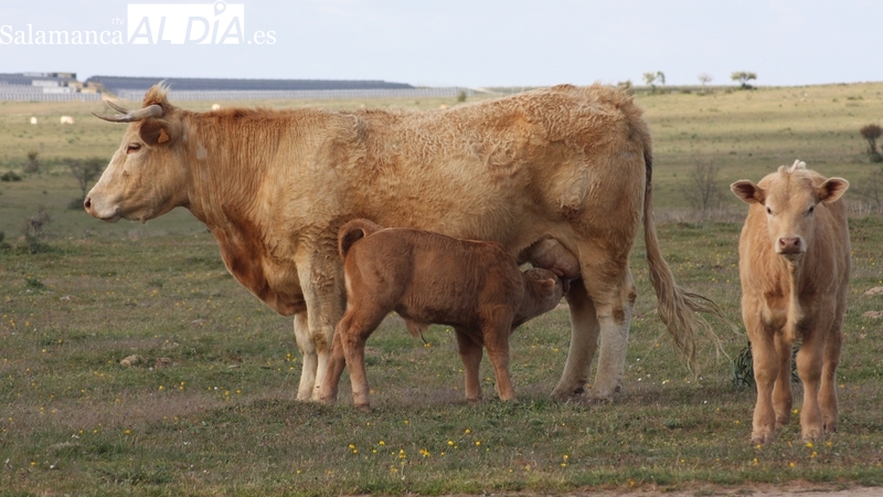 La Junta inicia el pago anticipado de la PAC de 70,7 millones a 6.808 agricultores y ganaderos salmantinos 
