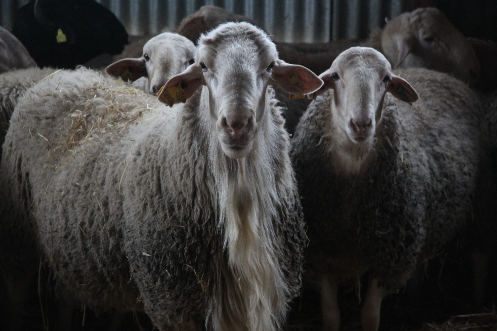 Nuevas salidas a Europa 