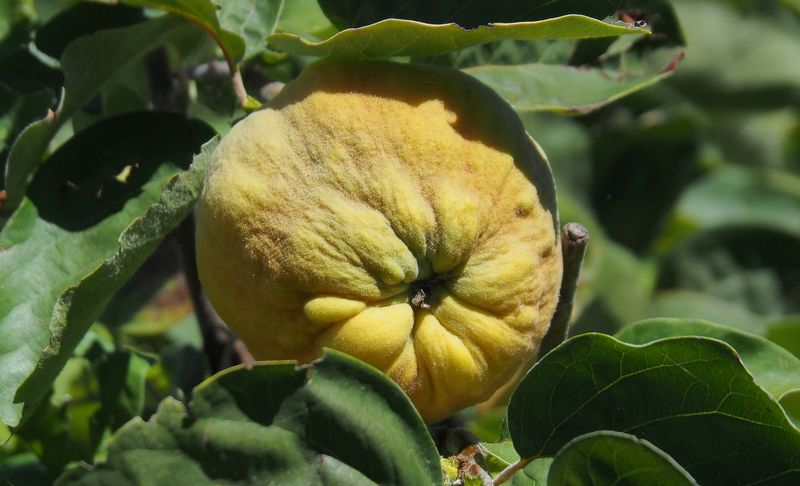  El Veranillo del Membrillo