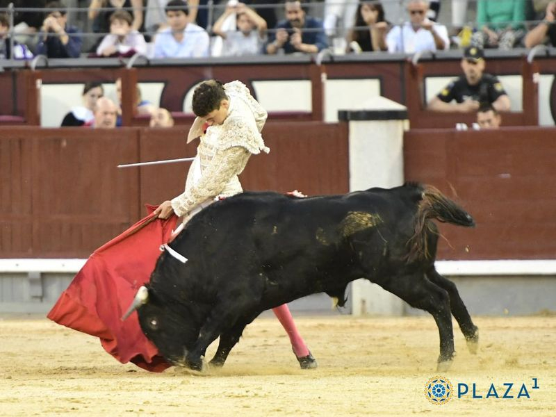 La ganadería salmantina Espioja cumple con nota en la final del Camino hacia Las Ventas