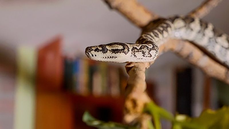 Nueva Ley de Bienestar Animal: ¿Qué mascotas se pueden tener? ¿Cuáles están prohibidas y qué se debe hacer con ellas?