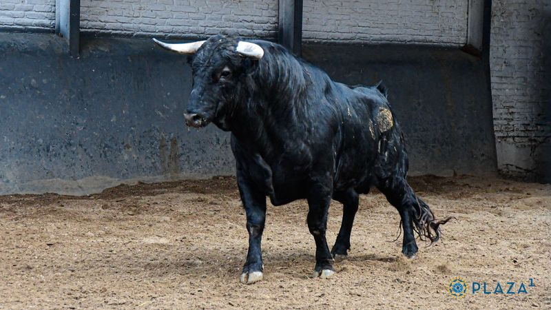 Los novillos de Lorenzo Rodríguez Espioja que se lidiarán esta tarde en Las Ventas