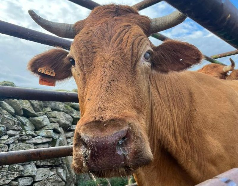 La EHE ha llegado para quedarse, el mosquito se va a quedar, advierte la veterinaria de Cobadú