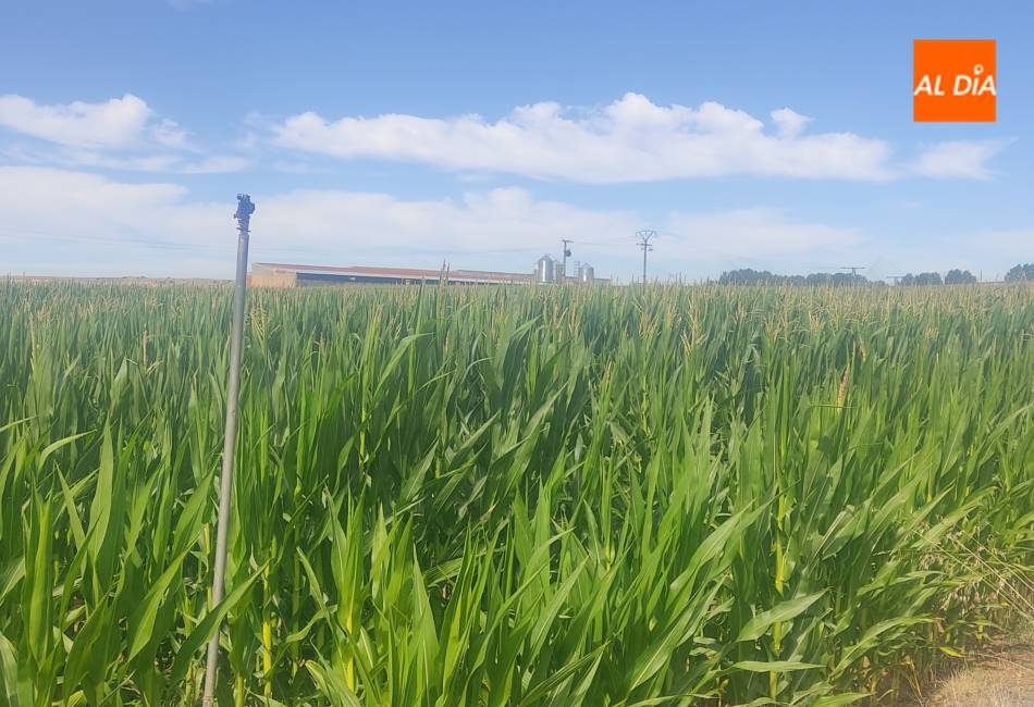 COAG denuncia la bajada concertada del precio del maíz