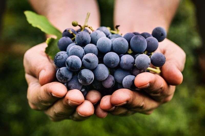 El consumo regular de uvas puede influir en la salud ocular