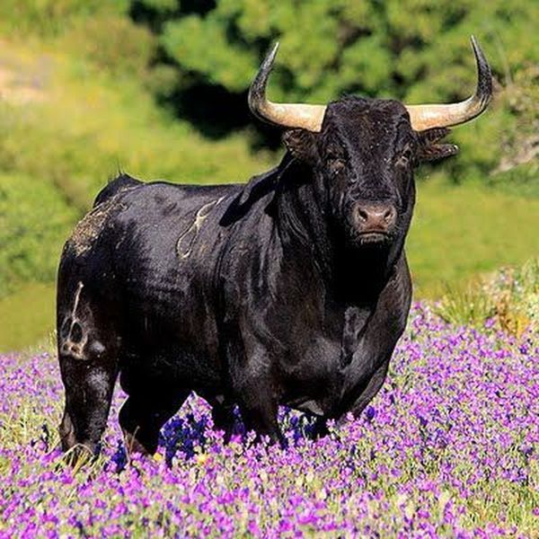  Cualidades del toro bravo 
