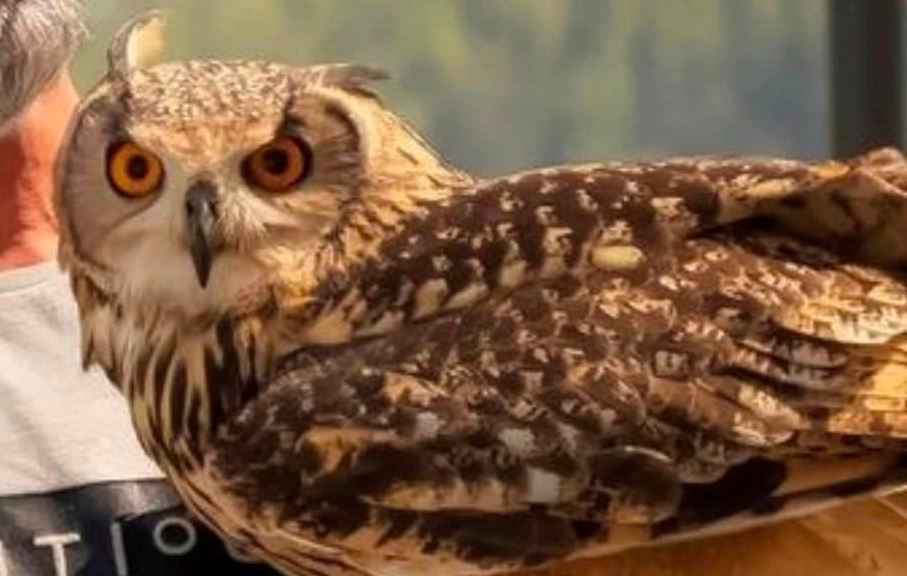 La Plaza Mayor de Navasfrías acogerá este domingo un espectáculo de cetrería