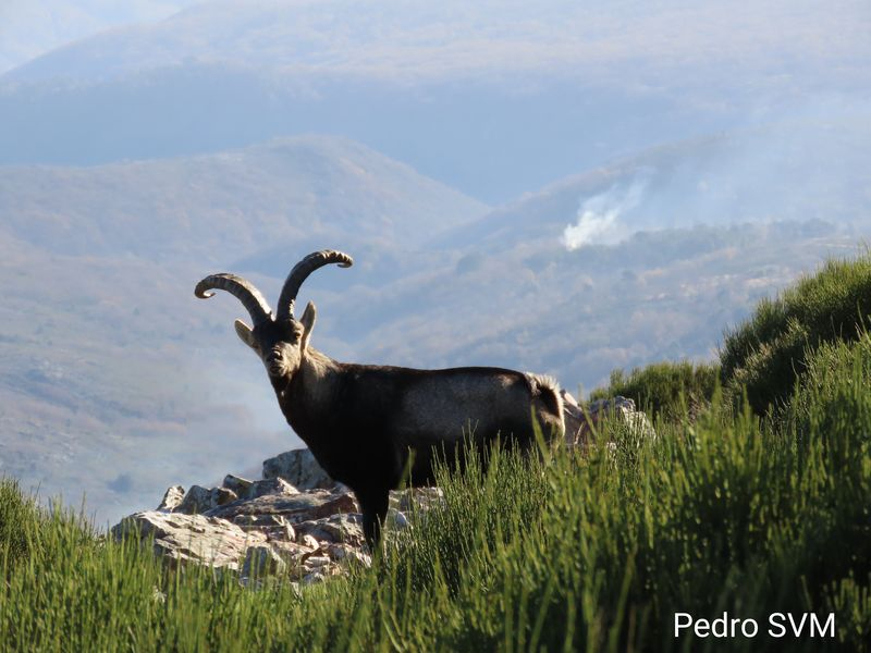 El macho montés en Las Batuecas-Sierra de Francia