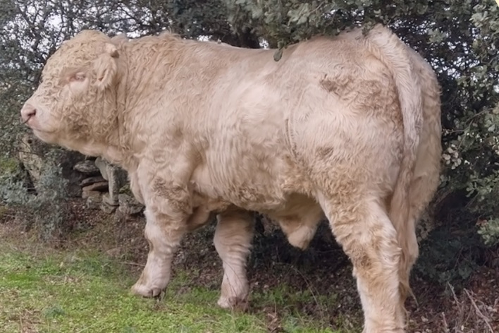 Este jueves se subastarán 20 cabezas de ganado con precios de salida que van de 1.050€ a 4.000€