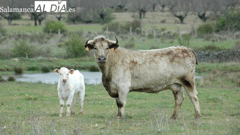 Estrepitosa caída del cereal y nueva subida de los añojos para sacrificio 