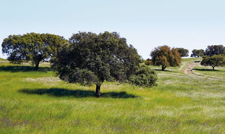 Fuenteguinaldo albergará el viernes una jornada en torno al futuro de las dehesas