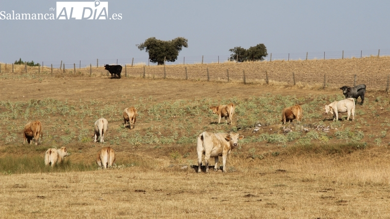 La Junta ofrece a los ganaderos y agricultores herramientas digitales para actualizar los datos de las explotaciones 