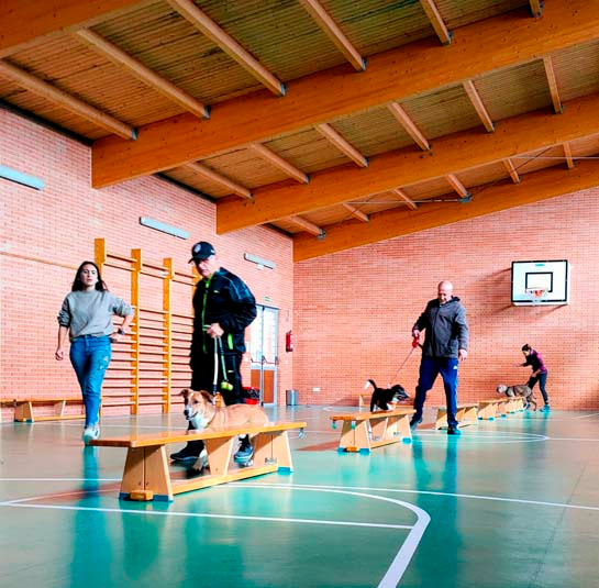 Talleres Básicos de Adiestramiento Canino para de estrechar la relación del dueño con el perro 