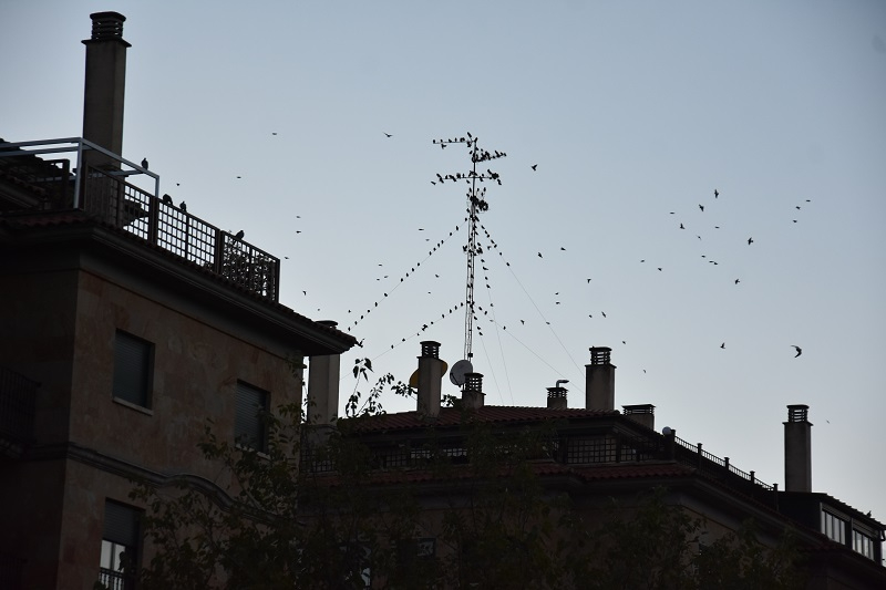 Los pollos de perdiz