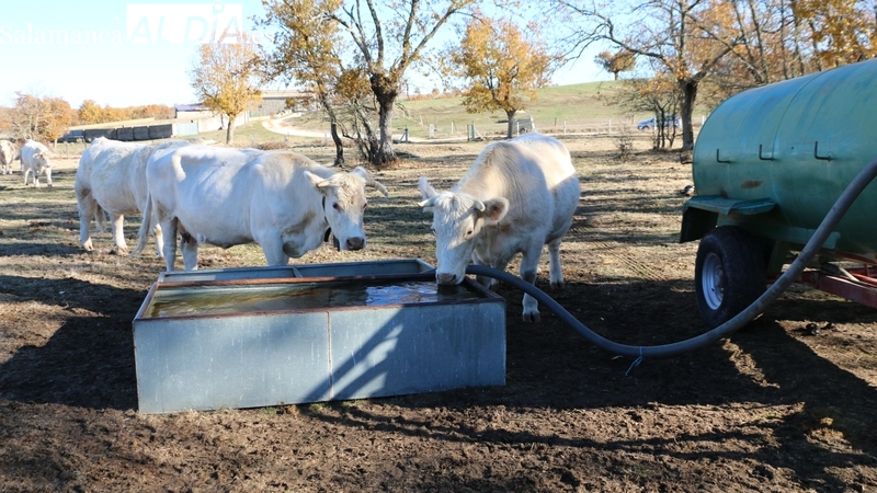 El FEGA podría desestimar las alegaciones de los nuevos titulares de explotaciones ganaderas