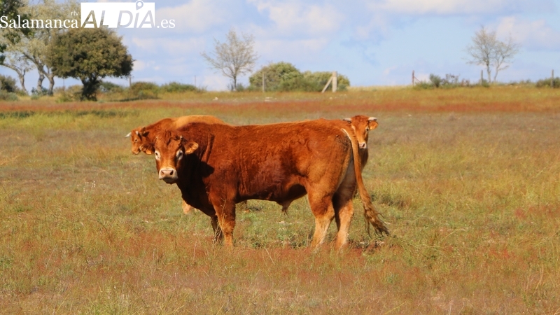 Nueva caída generalizada del cereal mientras suben añojos, corderos y tostones