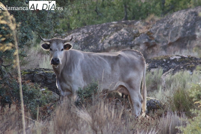 Bajada generalizada del cereal y nueva subida de la paja mientras repiten lechazos y vacuno para sacrificio
