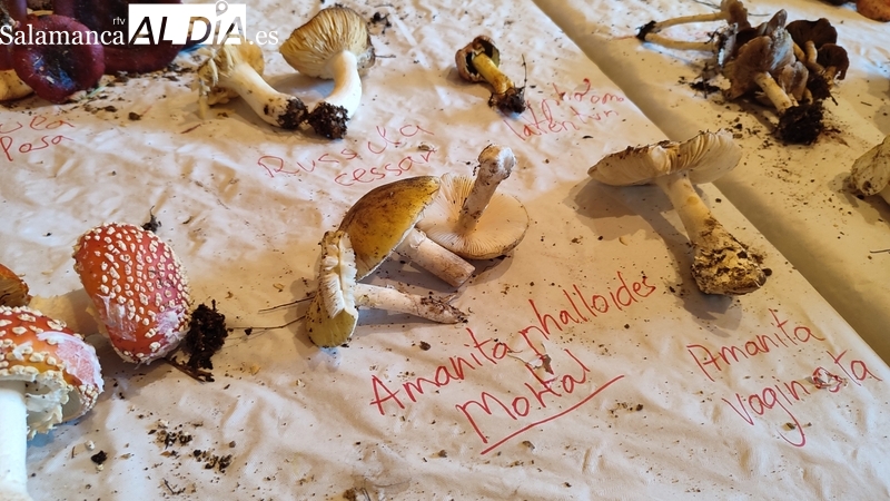 Adezos promueve en Pereña de la Ribera una completa jornada para conocer las setas