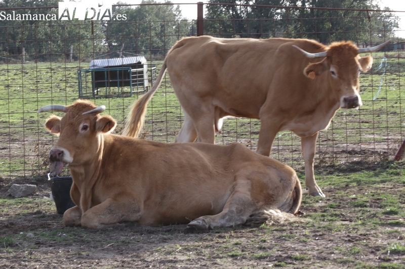 Los ganaderos afectados por la EHE tendrán 6 millones de euros en ayudas de la Junta