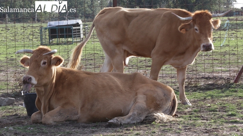 Defensa Ganadera Sayago se une a la plataforma Unión por la Ganadería