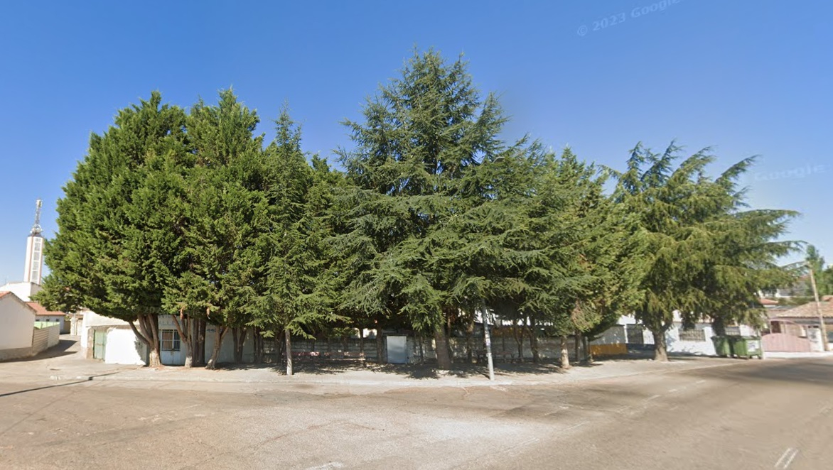 La Fuente de San Esteban ofrece para decoración navideña las ramas de los pinos talados