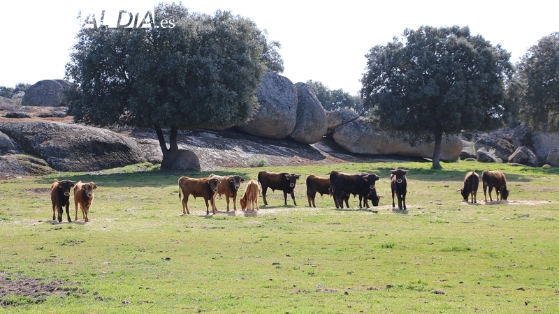 Cipérez acoge este viernes la primera jornada de Dehesas con futuro 