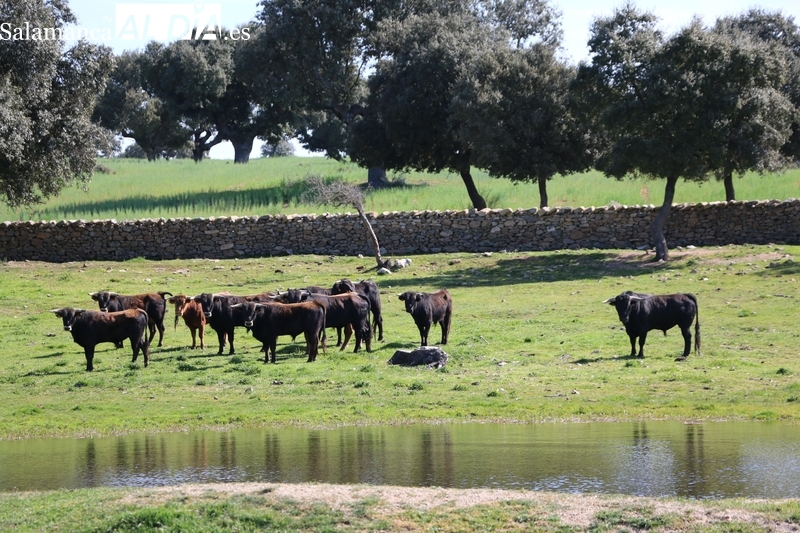 Cipérez acogerá una jornada técnica sobre la puesta en valor de la dehesa
