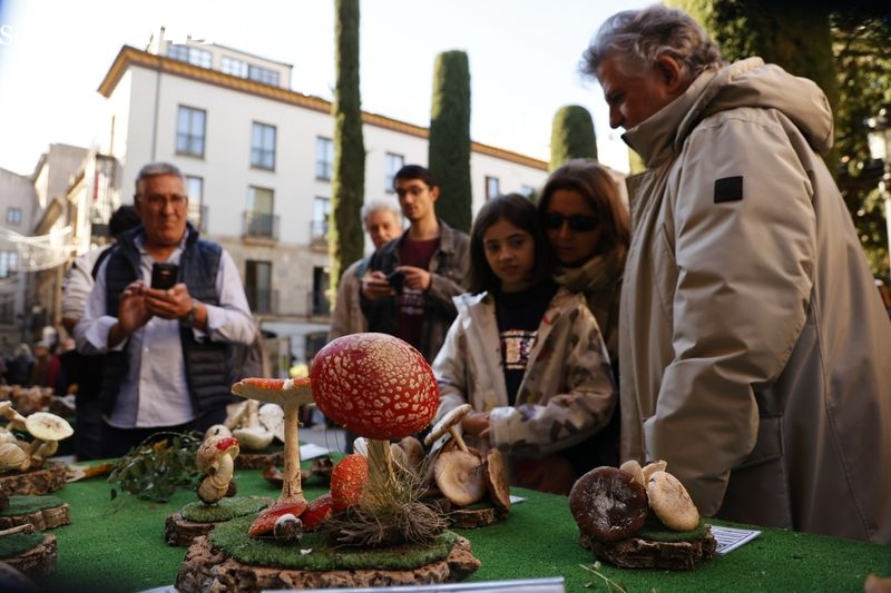 Los ejemplares de setas más curiosos, en la plaza de la Libertad