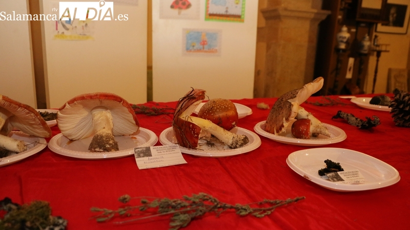 Últimas horas para inscribirse en la jornada micológica prevista este domingo en Pereña de la Ribera