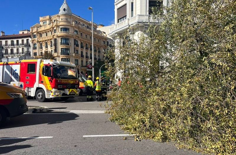 Una chica de 23 años fallece en el acto al caerle un árbol en Madrid