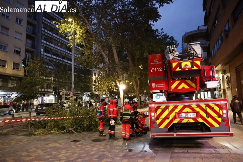 El fuerte viento derriba las ramas de un árbol en Torres Villarroel