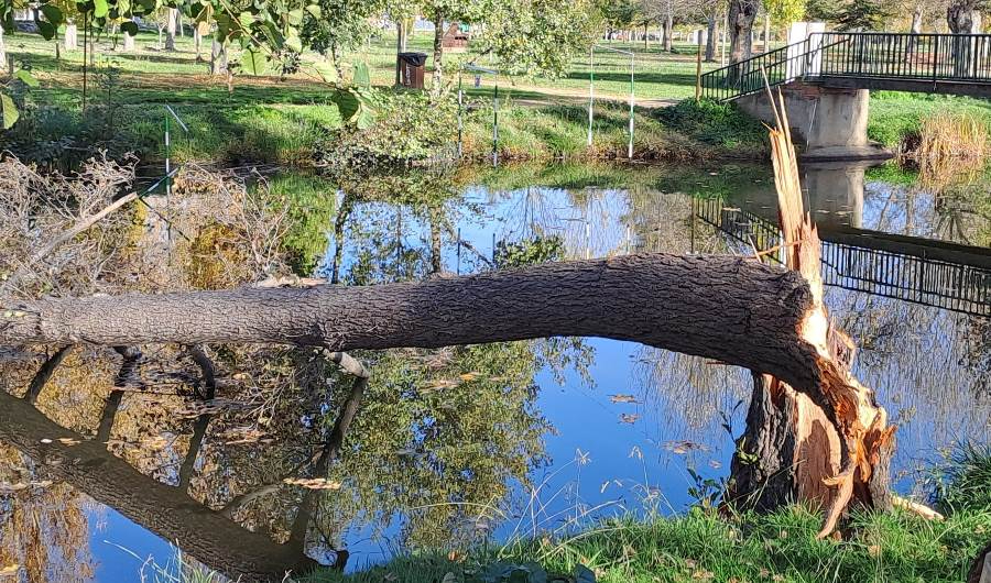 Cae al Canal de La Concha un árbol situado en uno de sus laterales