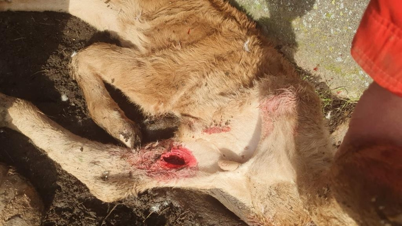 ASAJA Salamanca denuncia persistentes ataques de lobos y buitres al ganado