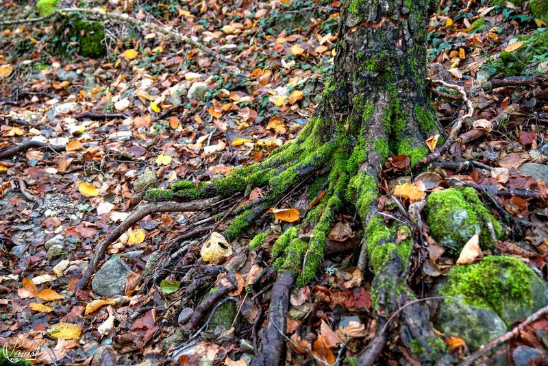 Aférrate a tus principios 