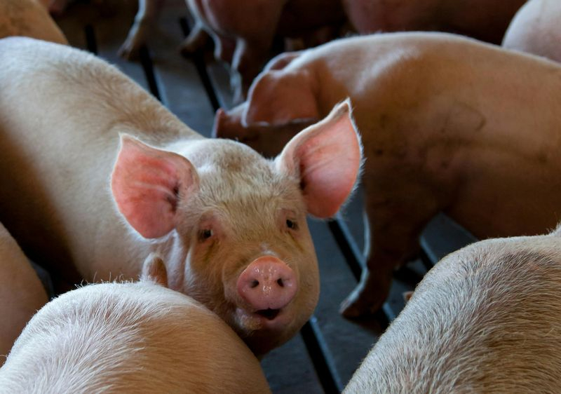 Condena de prisión en Salamanca por estafar 77.000 euros en la compra venta de cerdos