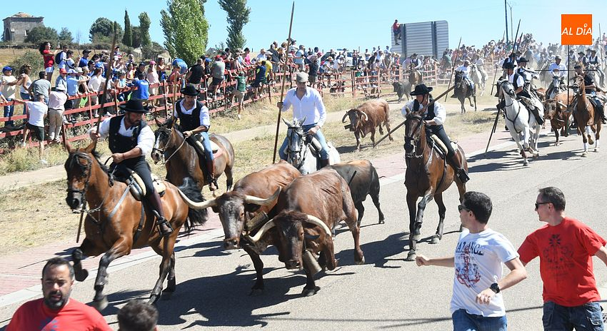 Fuenteguinaldo pone a la venta 6 bueyes de su propiedad