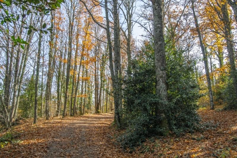 Un bosque de castaños centenarios a 40 minutos de Salamanca